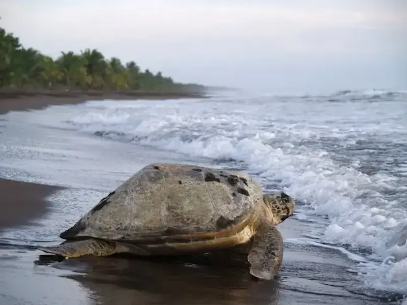 Tortuguero